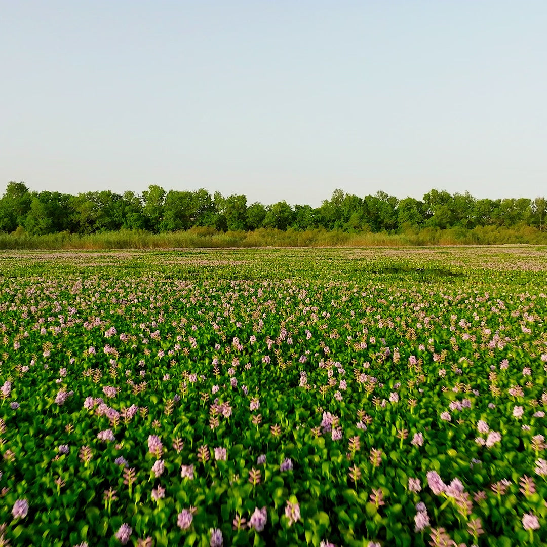 Pink Lotus Oil & Flower Combo