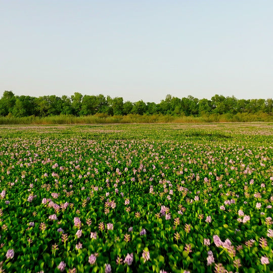 Pink Lotus Oil & Flower Combo