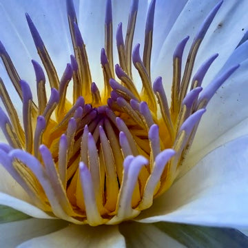 Blue Lotus Face & Body Mist