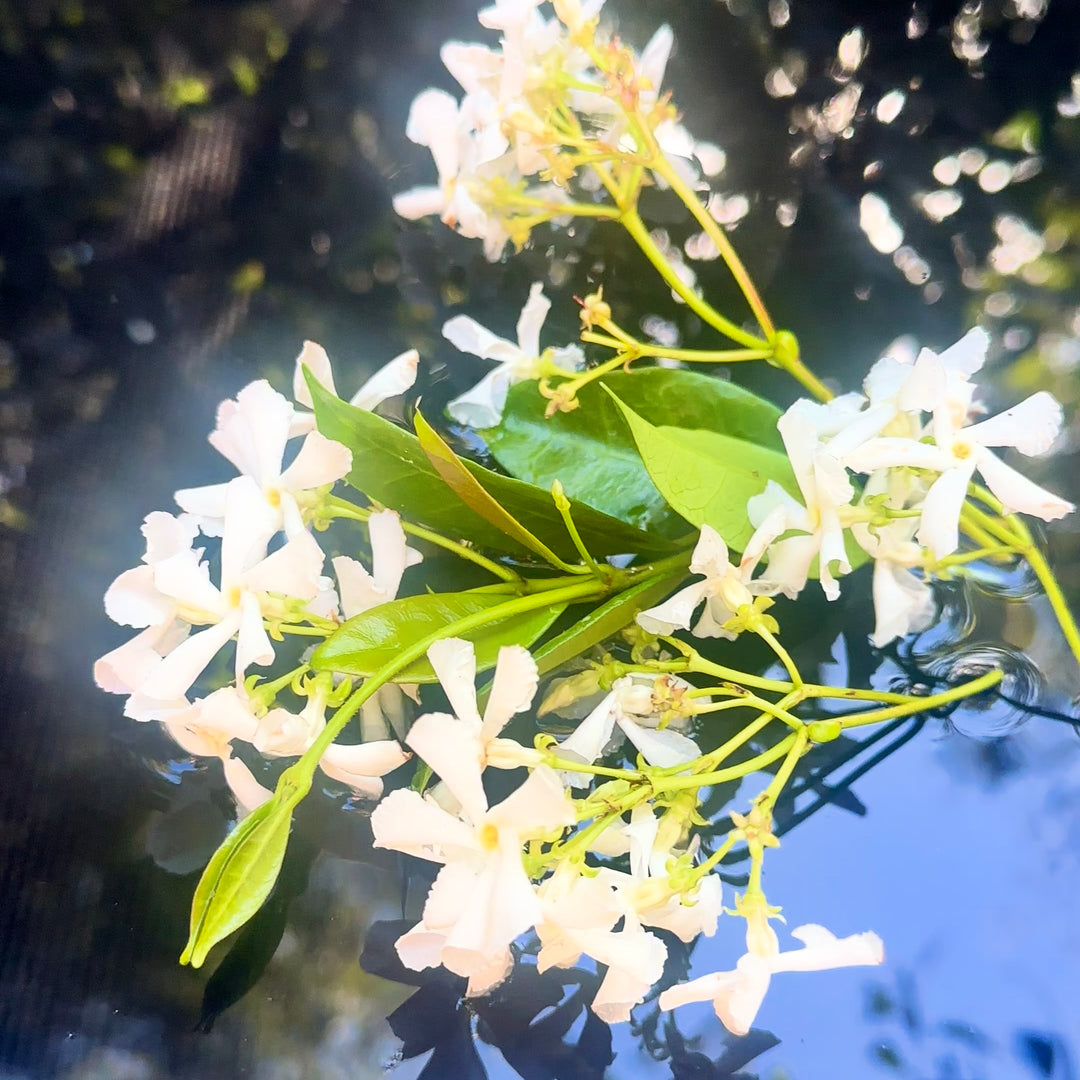 Spanish Jasmine Face & Body Oil