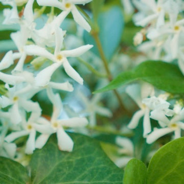 Indian Jasmine Face & Body Oil