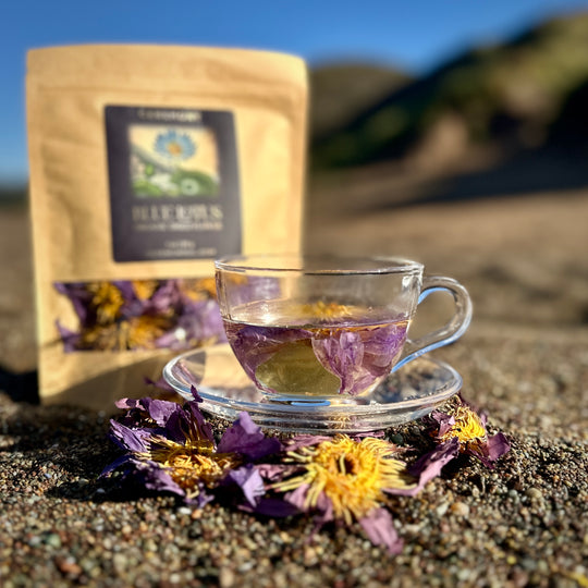 Nelumbi Blue Lotus Flower in Tea Cup