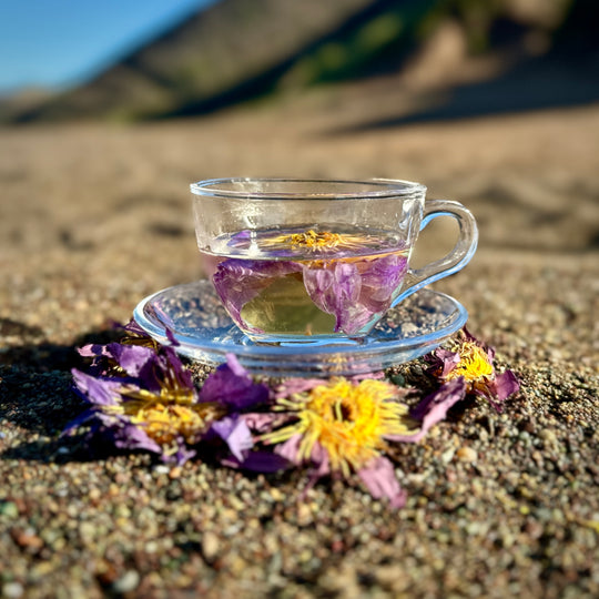 Nelumbi Blue Lotus Flower in Teacup