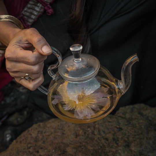 Nelumbi Blue Lotus Flower in Teapot